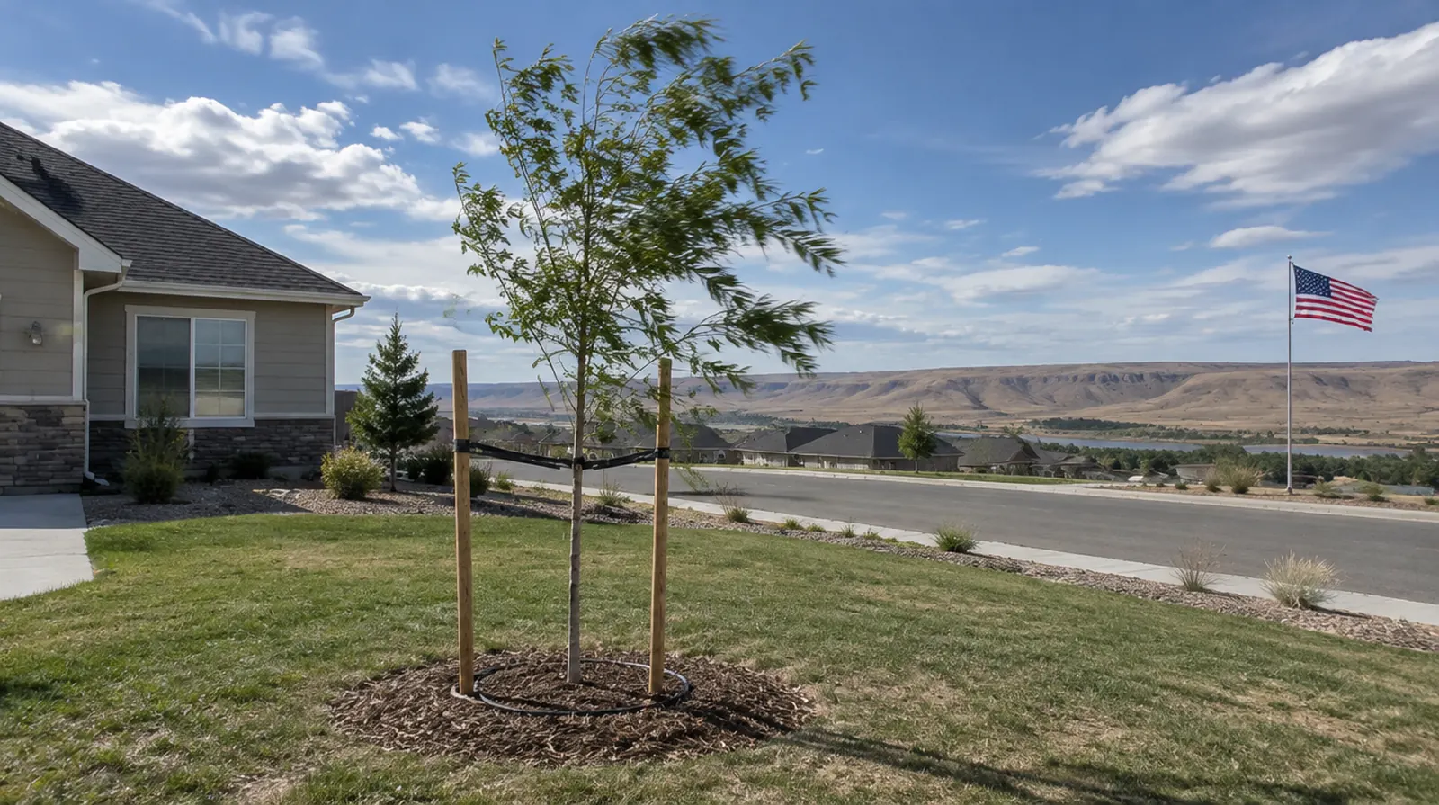 Staked young tree in a new subdivision in Twin Falls, ID